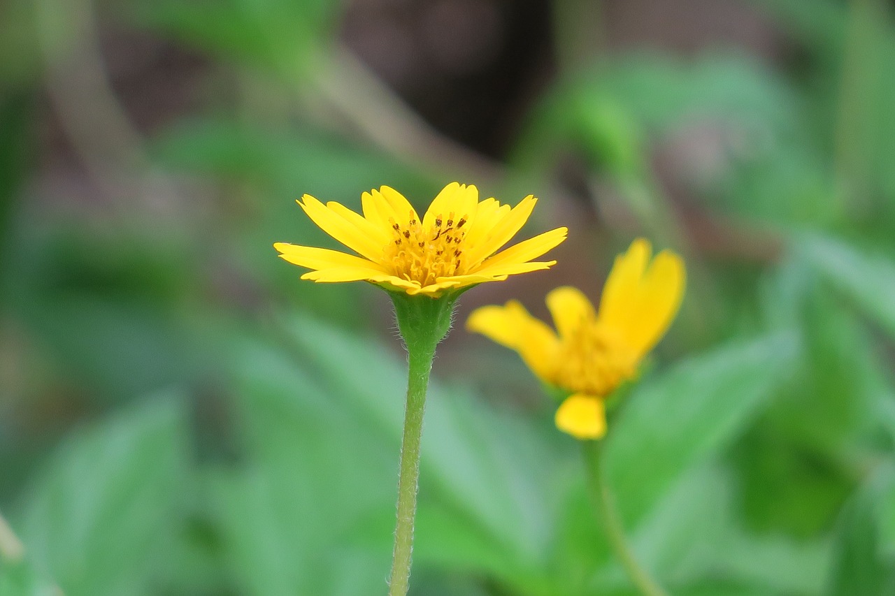 wedelia  nature  flower free photo