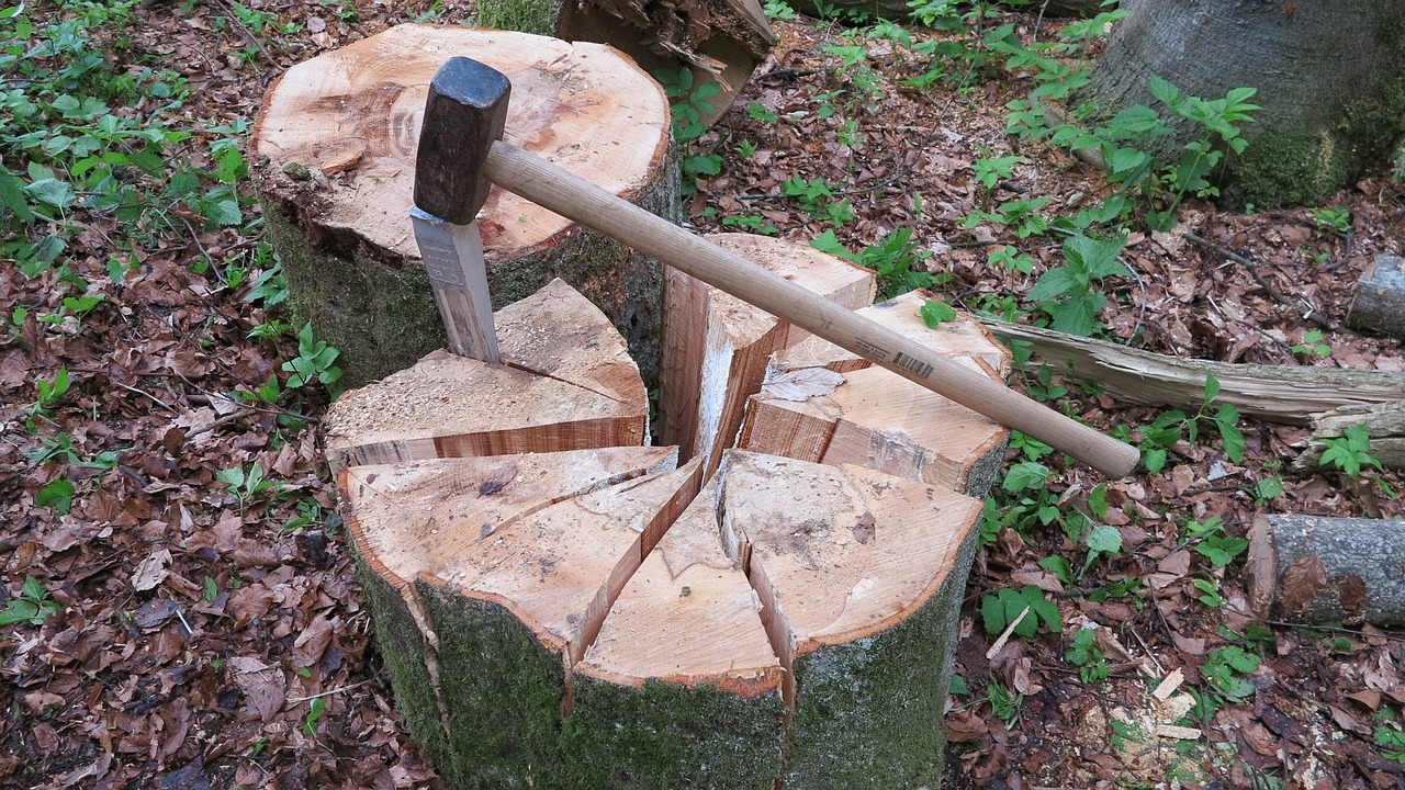 wedge wood chop tree segments free photo