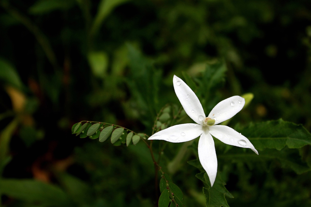 flower star weed flower free photo