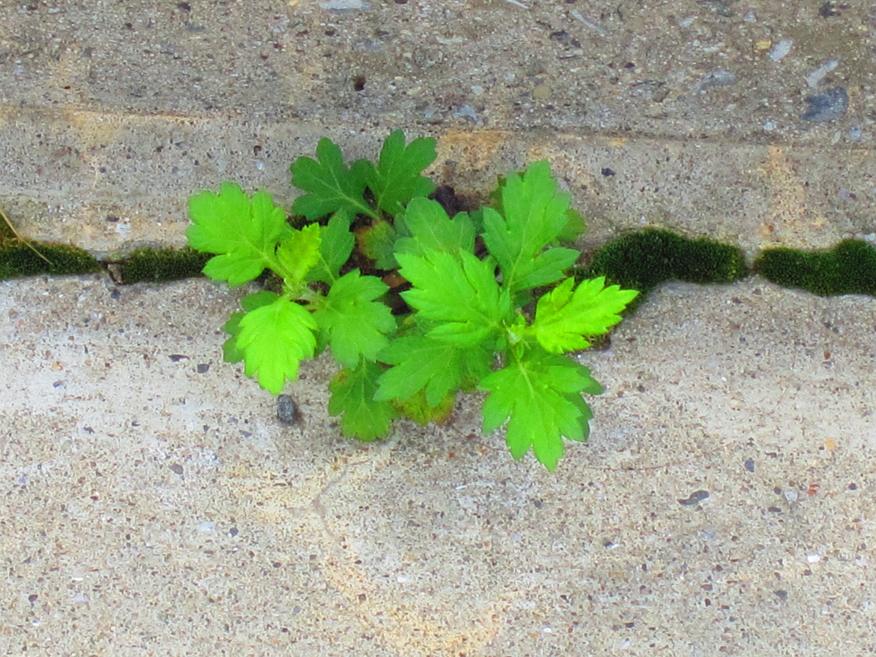 weed little leaves green free photo