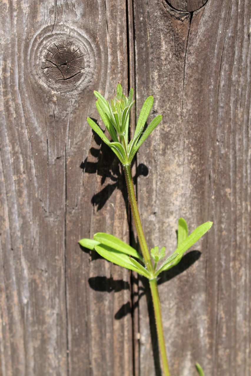 weed wood old free photo