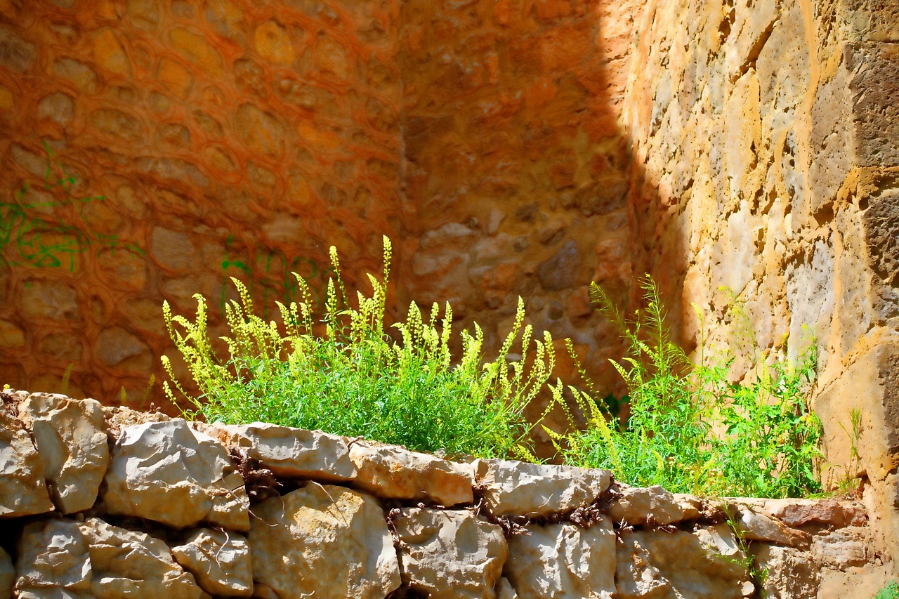 weed green stone free photo