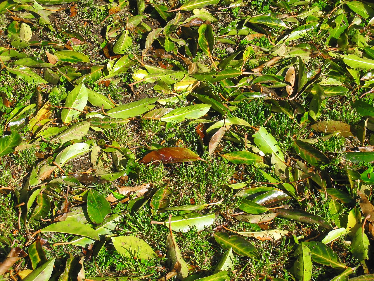 weed green fallen leaves free photo