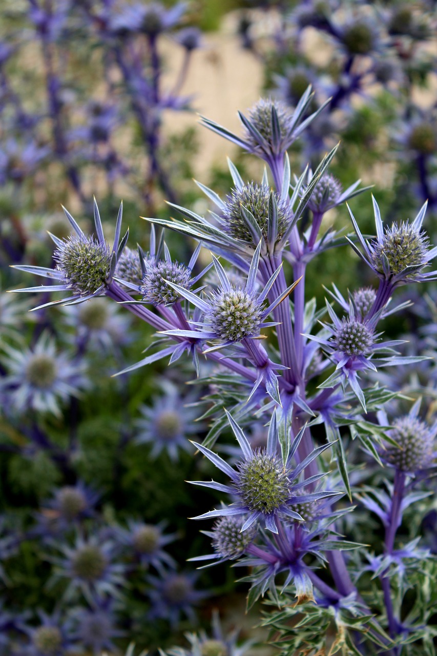 weed flower scotland free photo