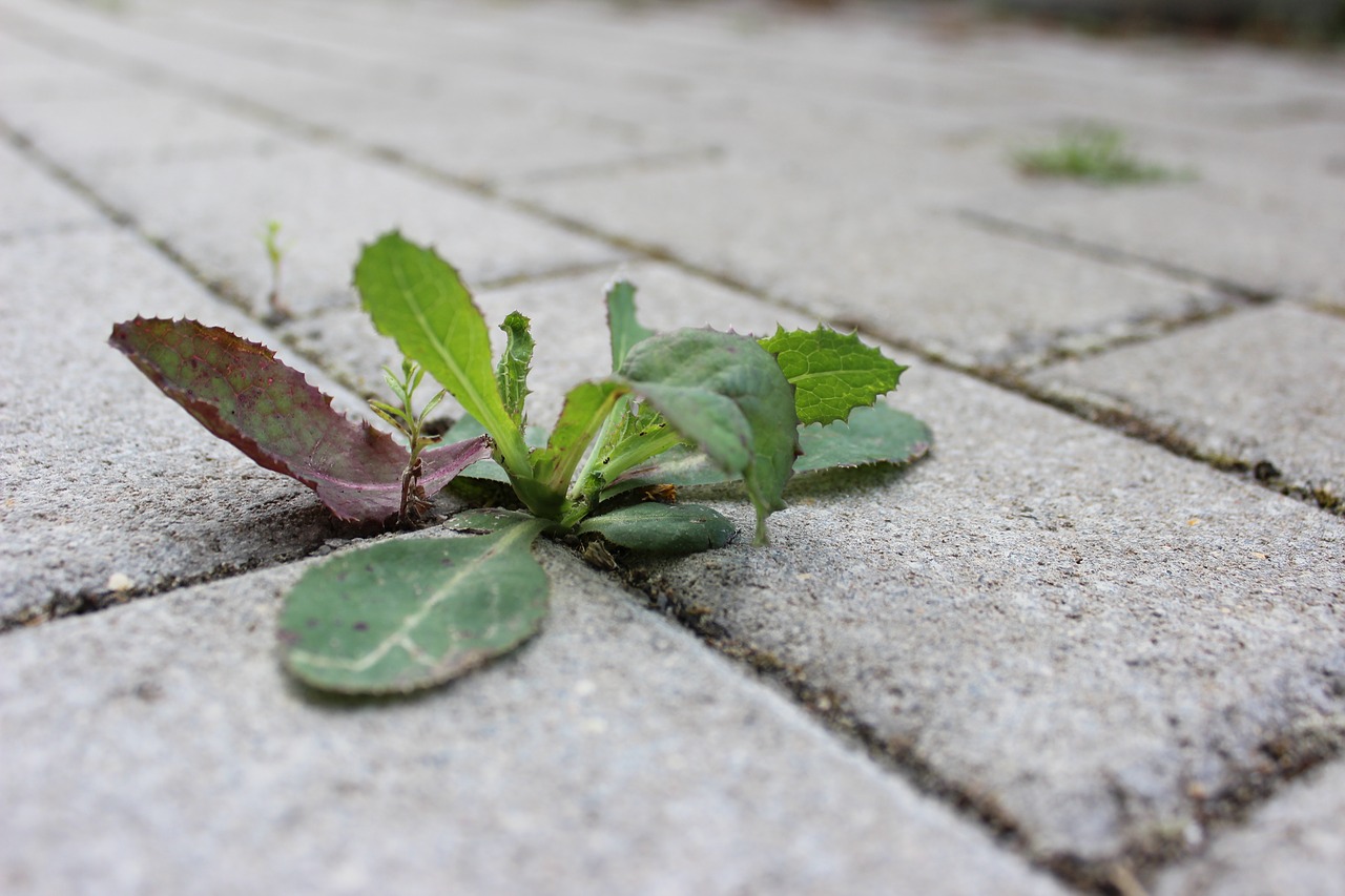 weed stone away free photo