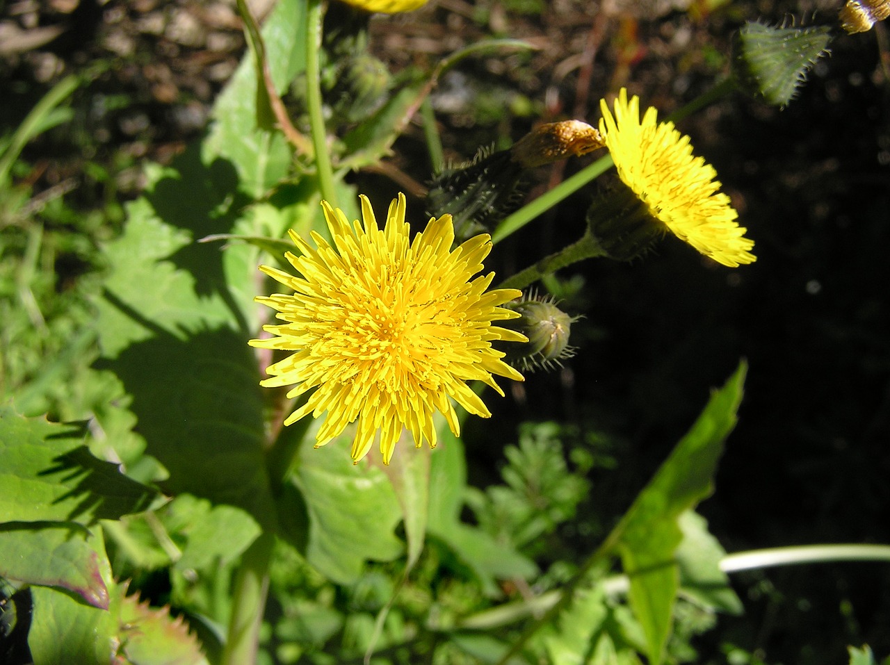 weed dandelion flowering free photo