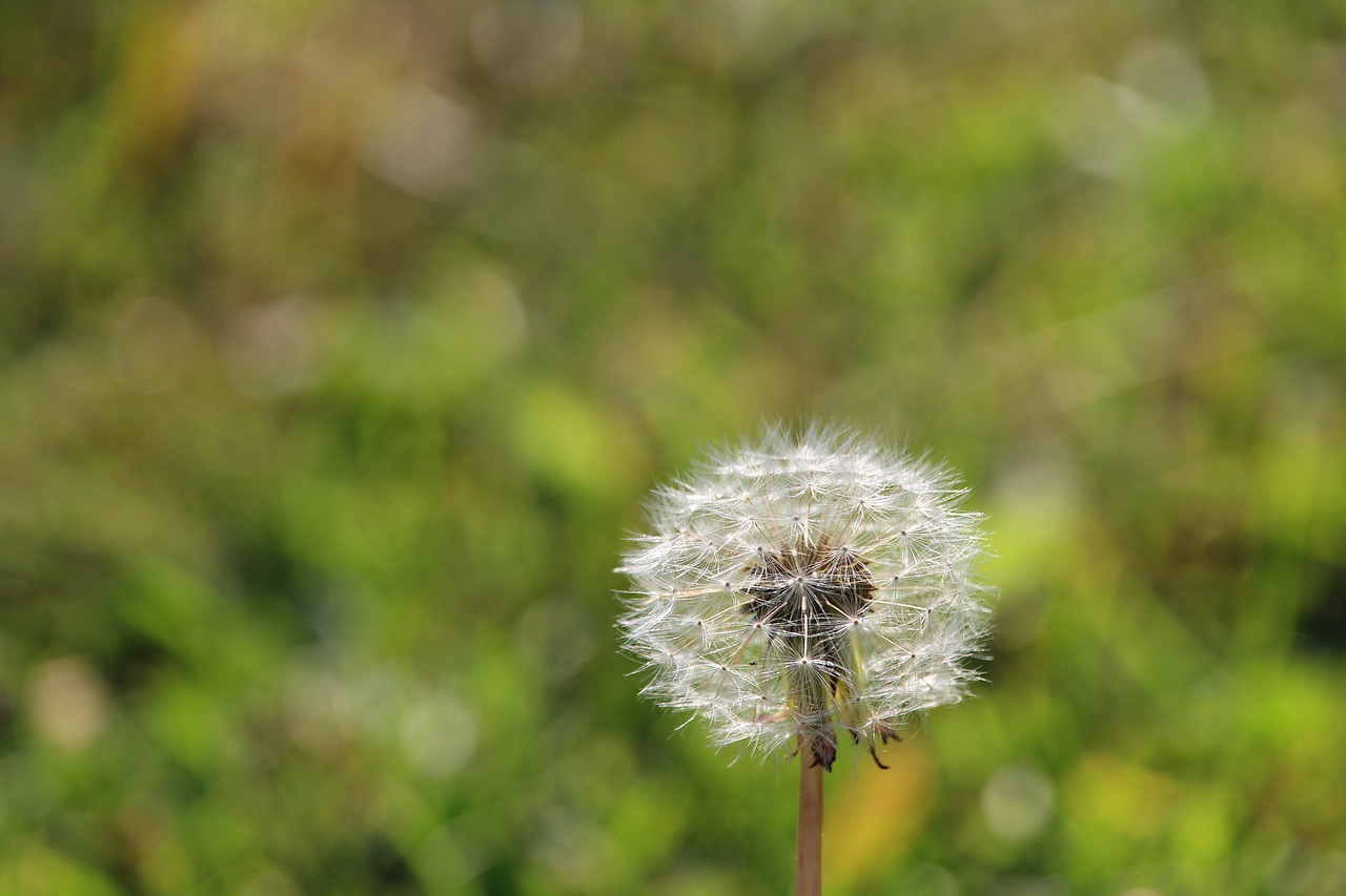 weed flower dandelion free photo