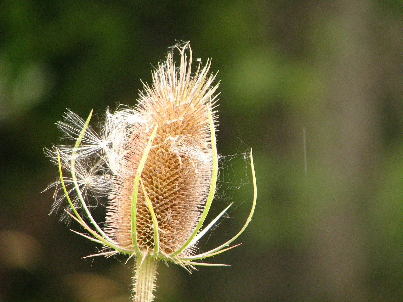 weed seeds flora free photo