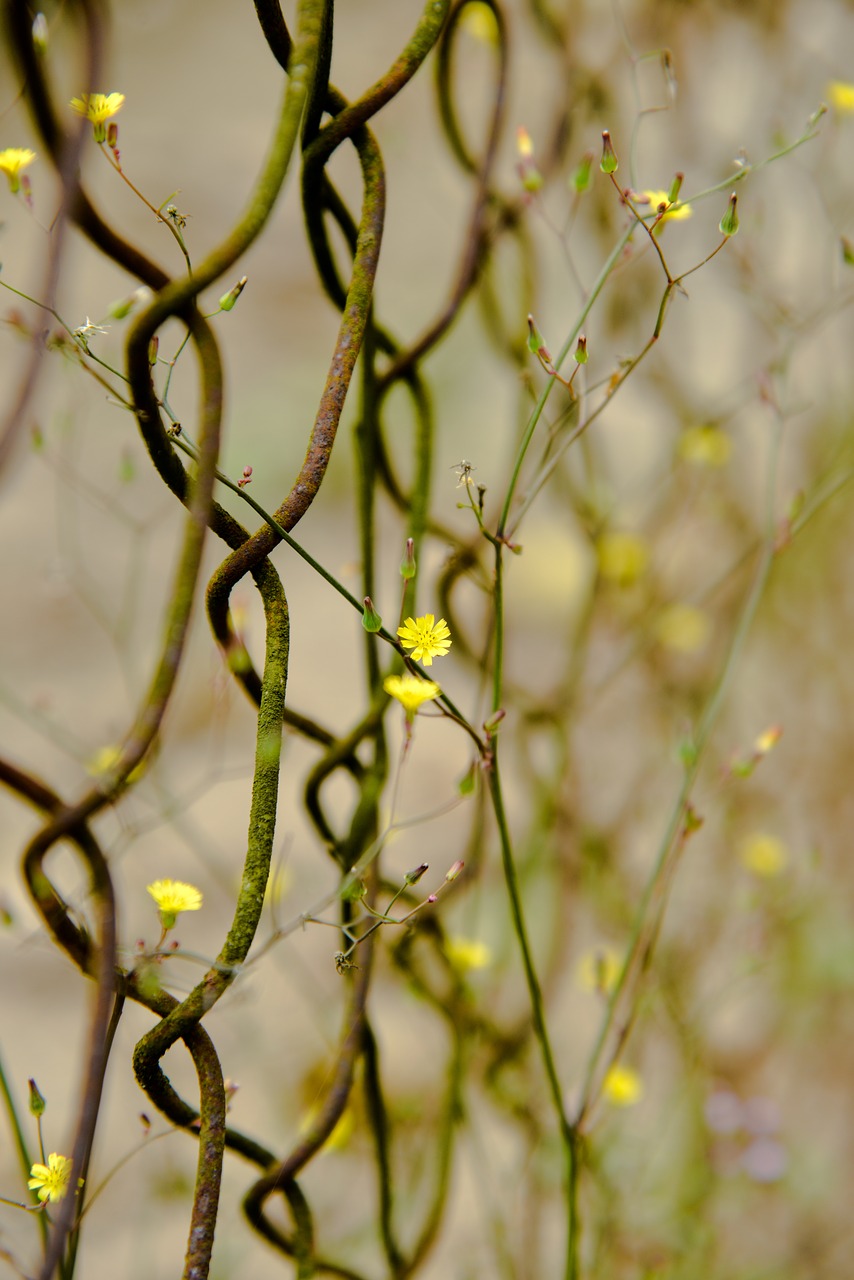 weed  the fence  vietnam free photo