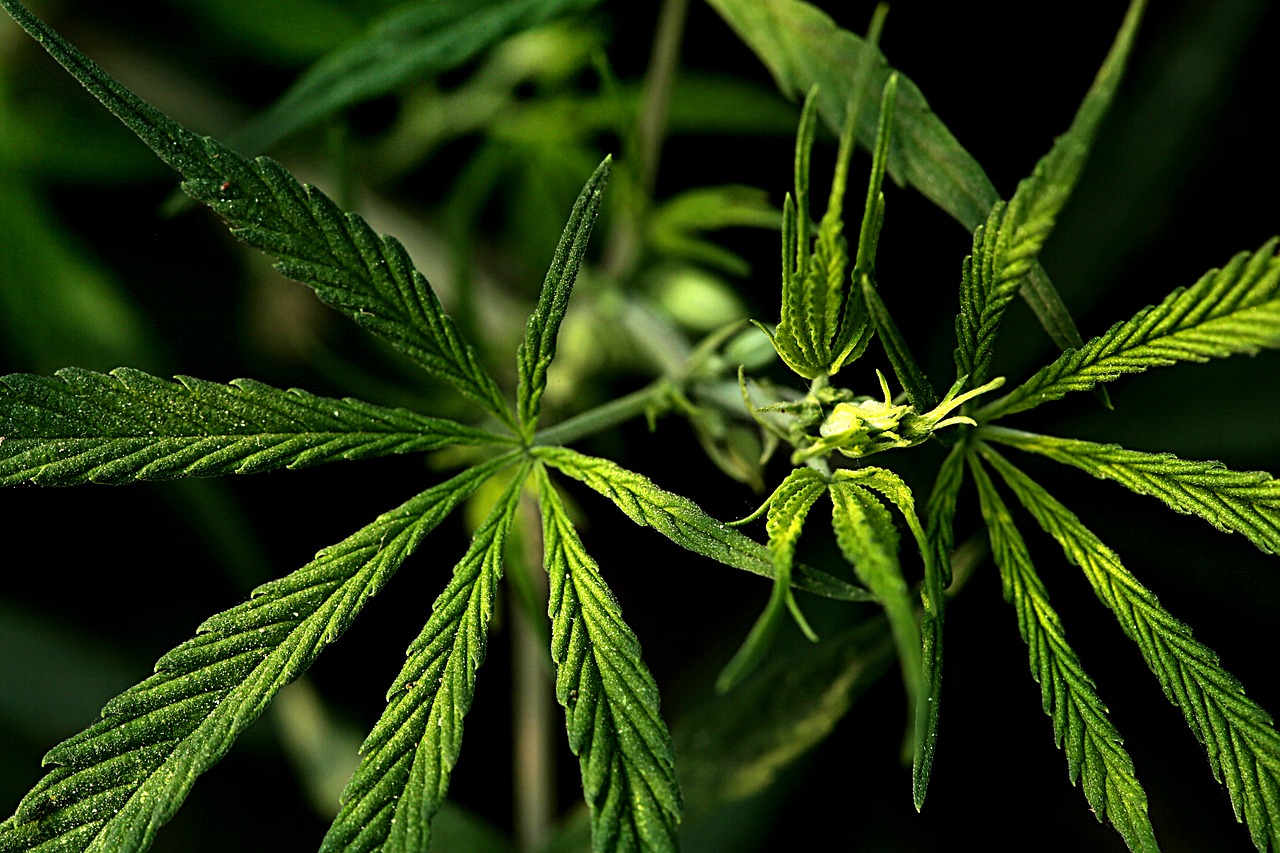 weed  plant  smoking free photo