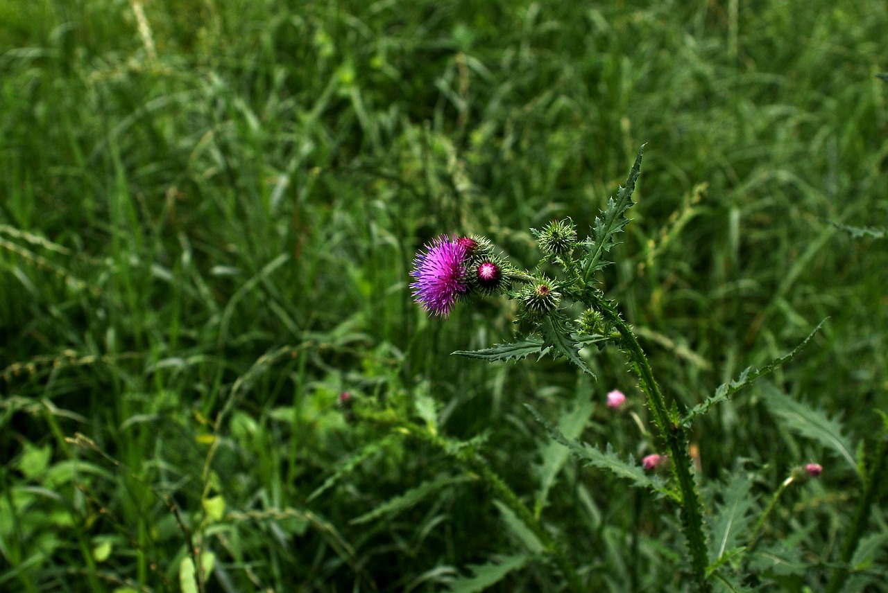 weed  pink  plant free photo