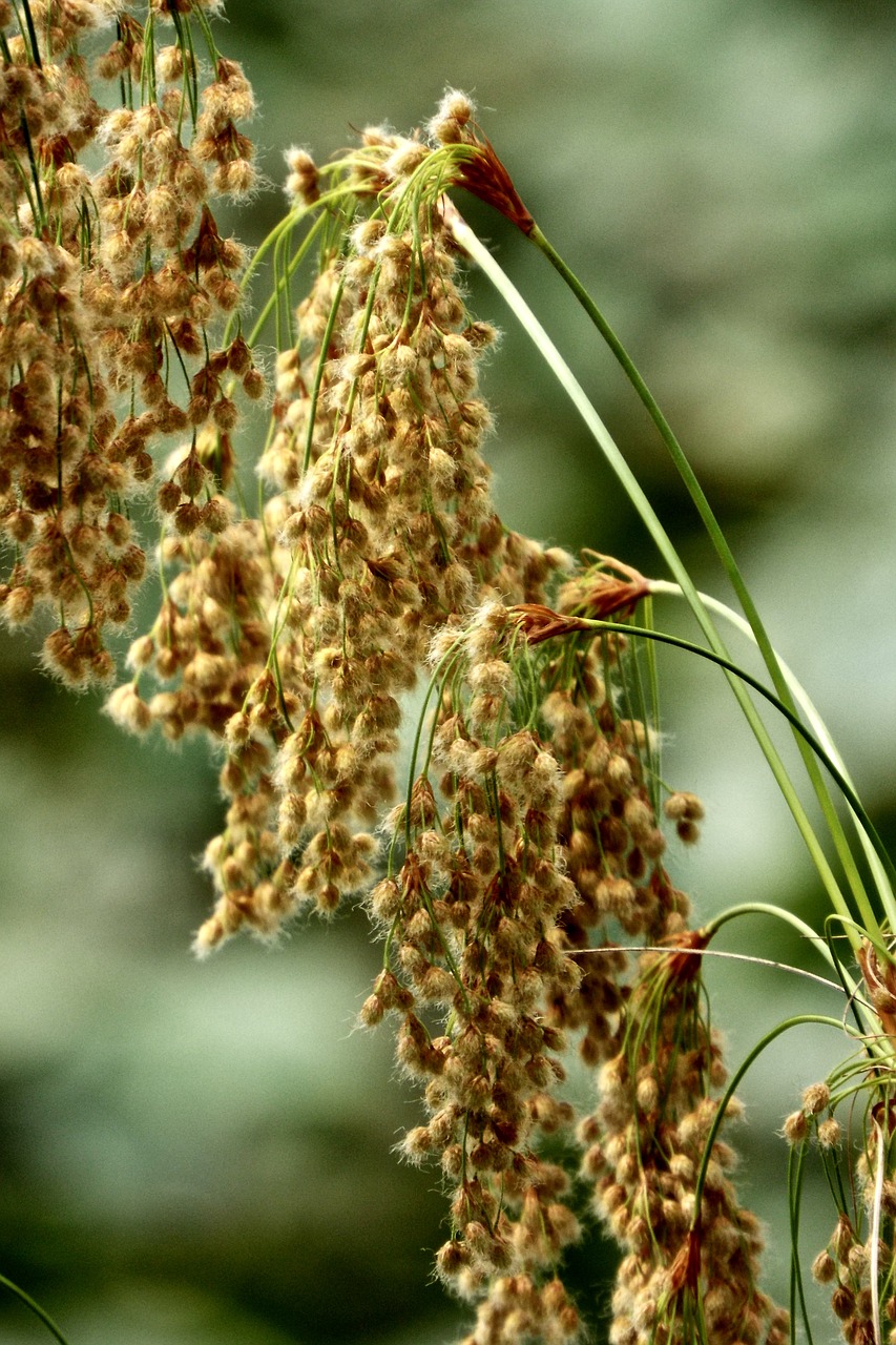 weed  seeds  nature free photo
