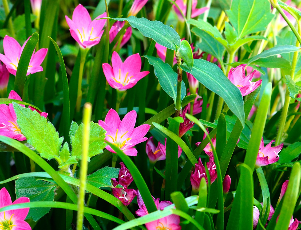 weed  flower  garden free photo