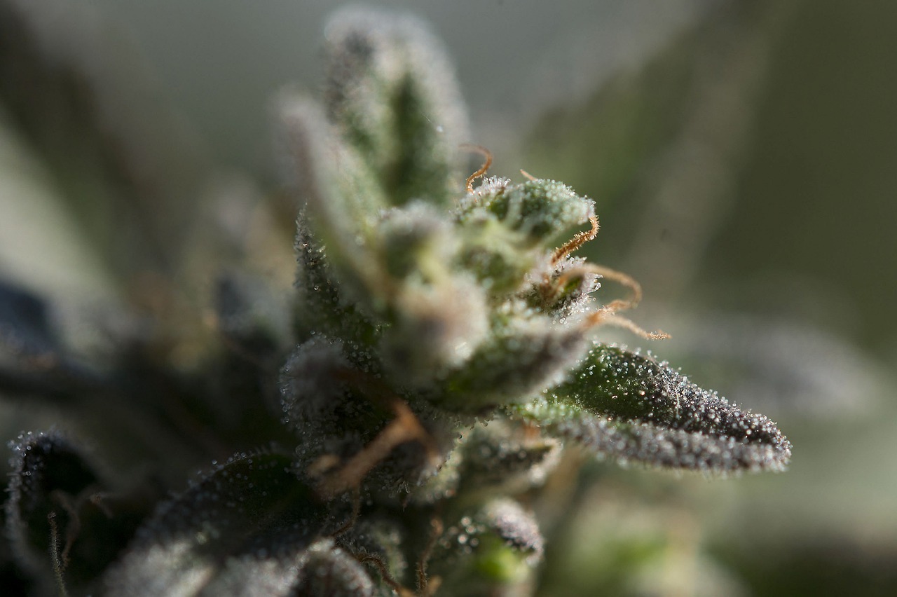 weed  trichomes  ganja free photo