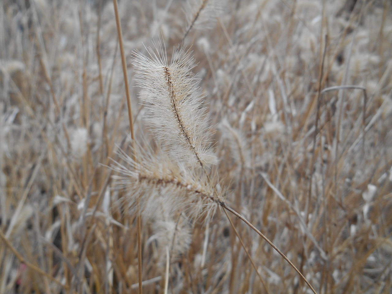 weed setaria viridis me free photo