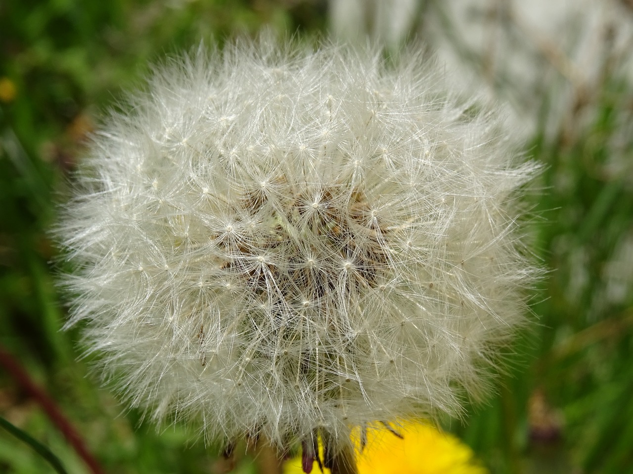 weed dandelion flower free photo