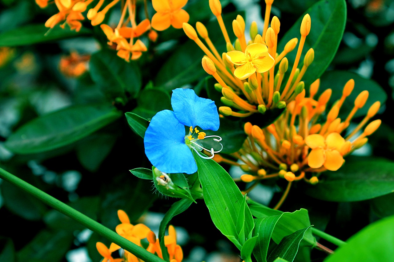 flower asia douro weed flower free photo