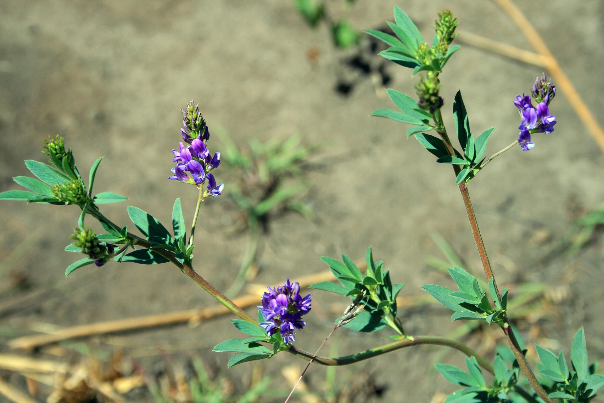 veld flower purple free photo