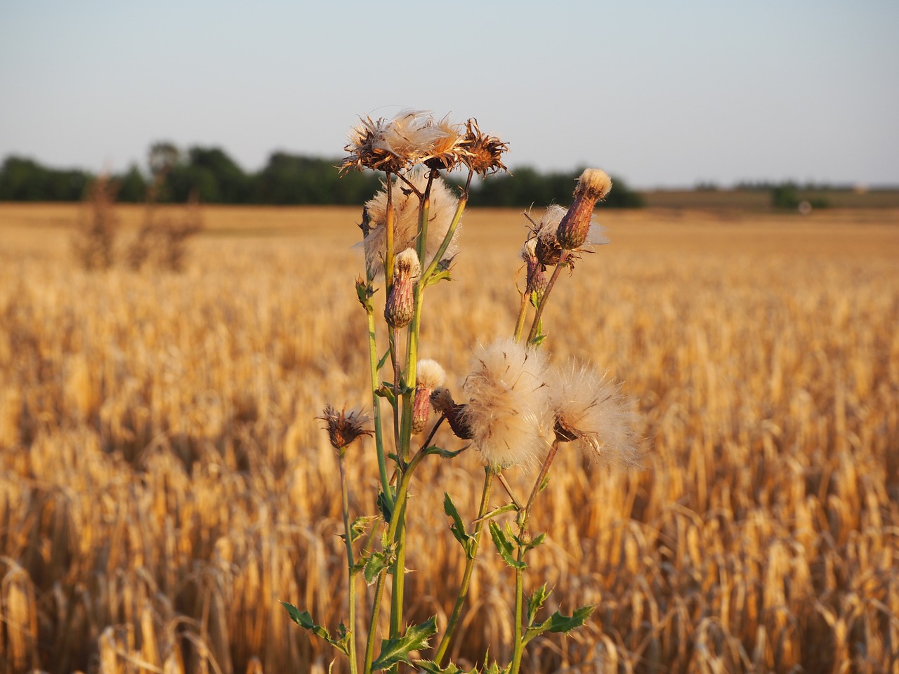 weeds barley barley field free photo