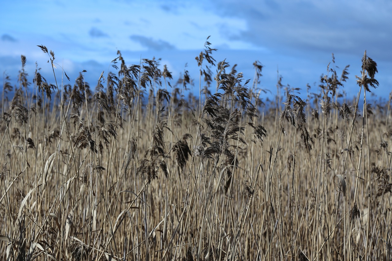 weeds field nature free photo