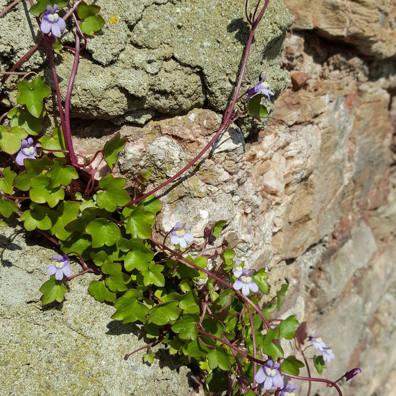 weeds purple outdoor free photo