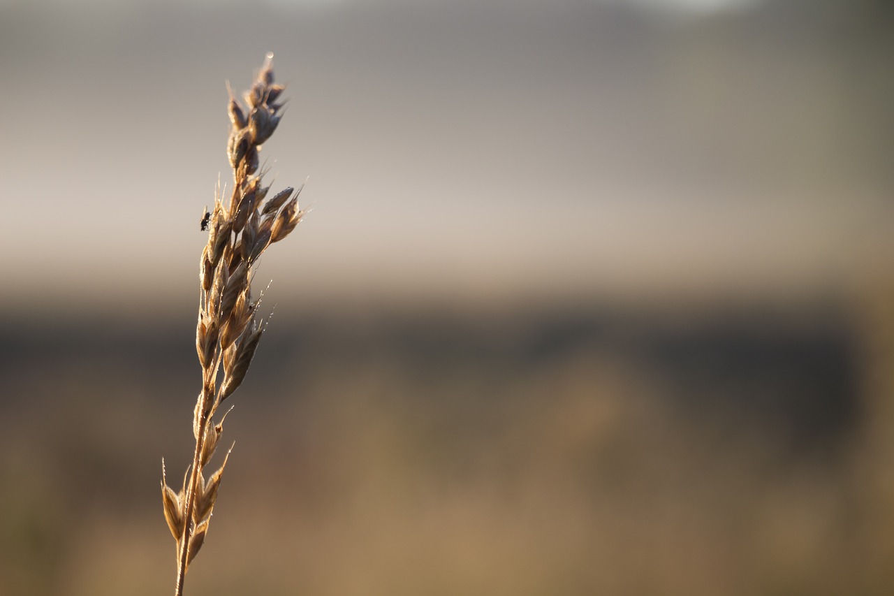 weeds mucha autumn free photo