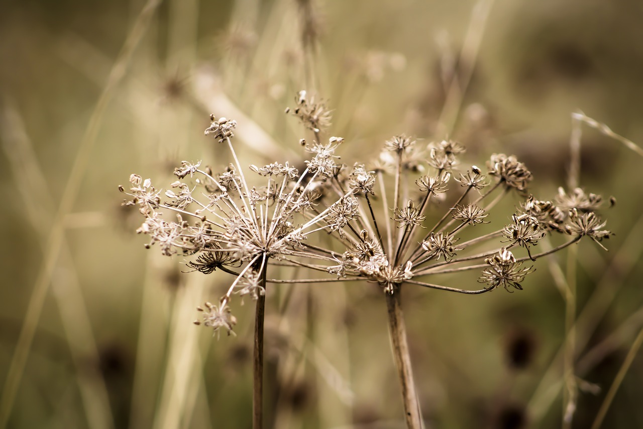 weeds dry plant free photo