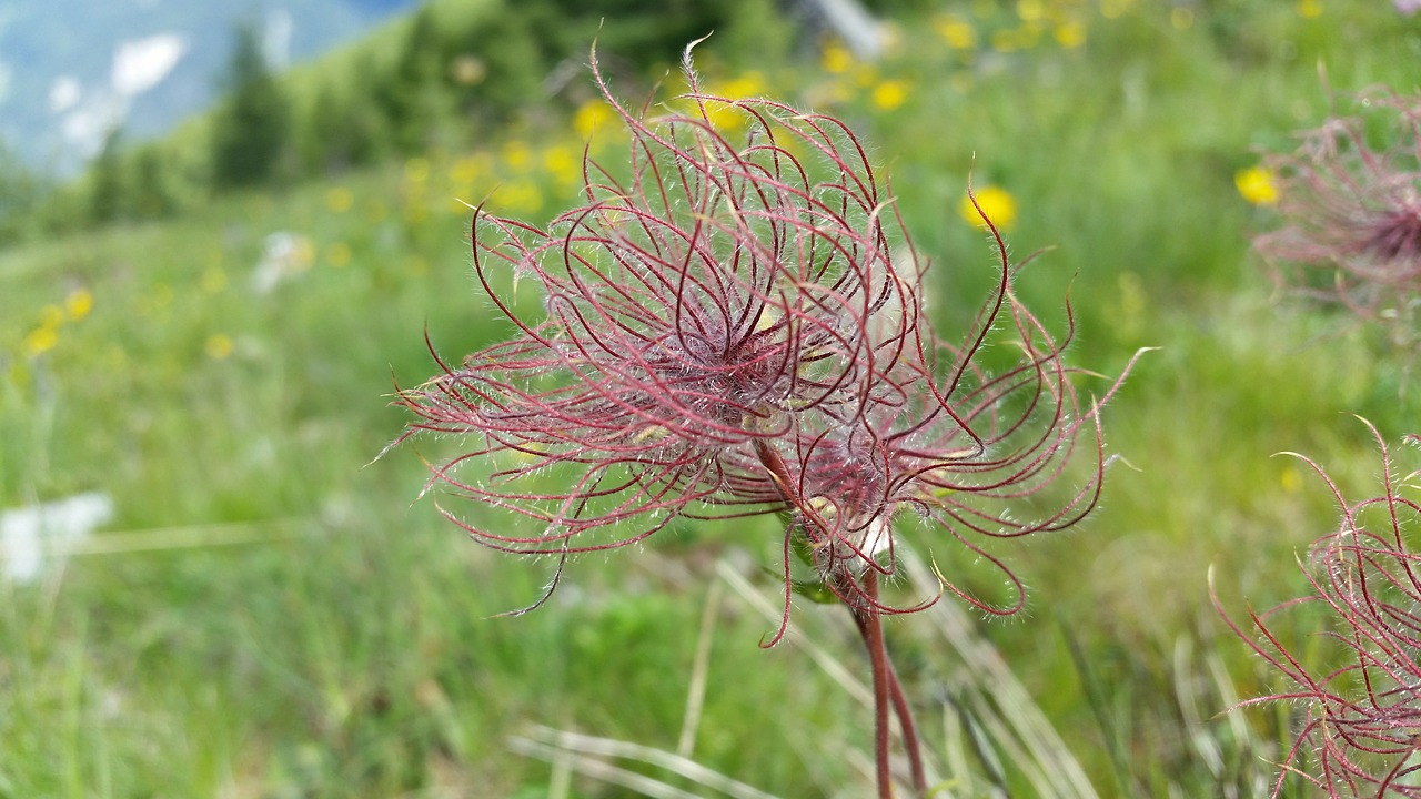 weeds plants nature free photo