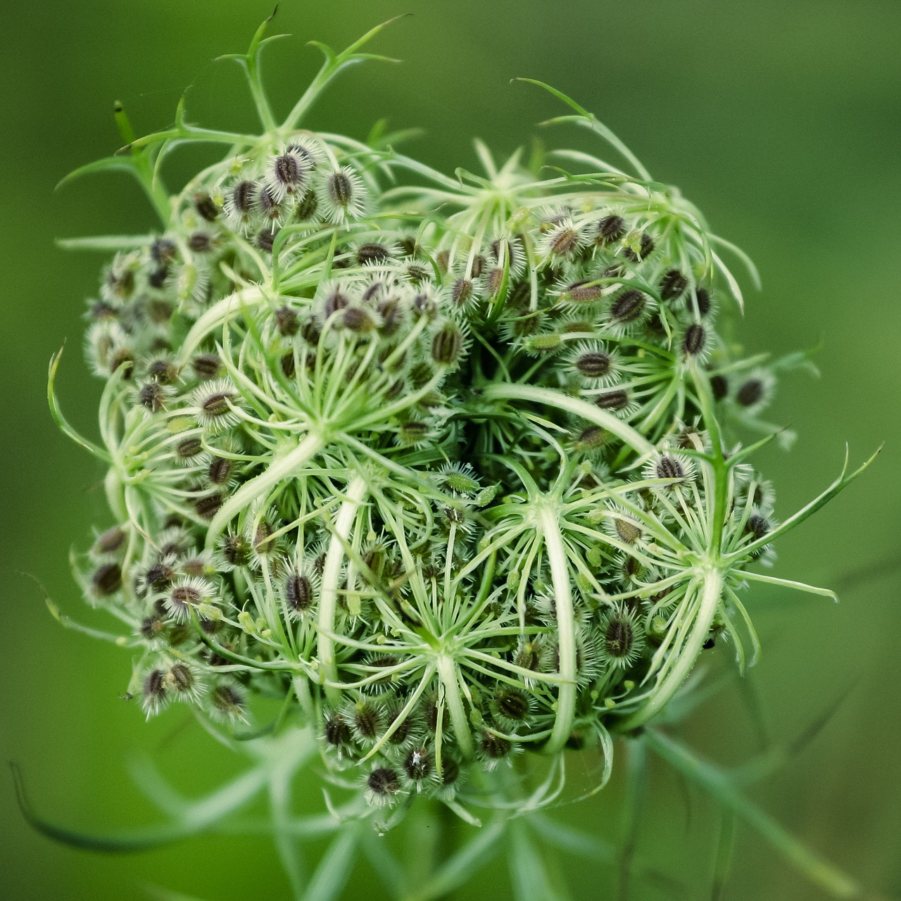 weeds green nature free photo