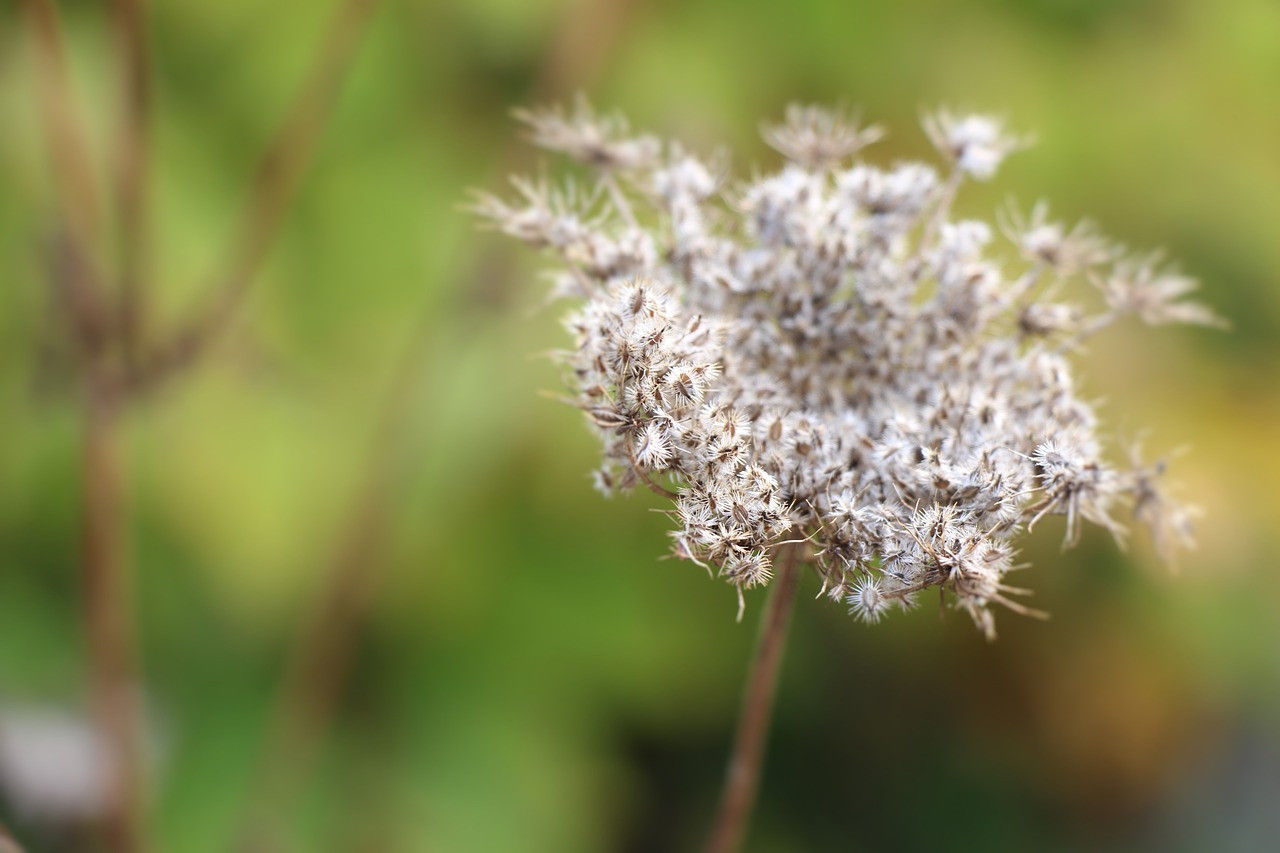 weeds flower garden free photo