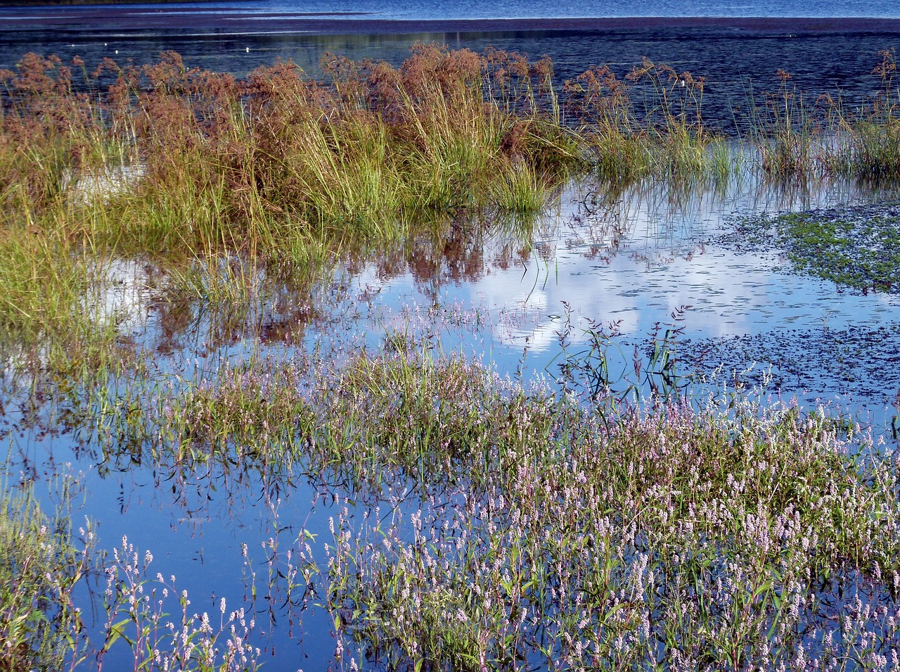 weeds water lake free photo