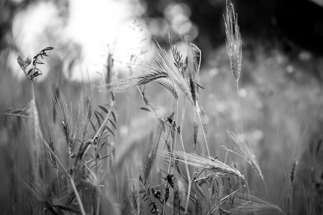 weeds black and white meadow free photo