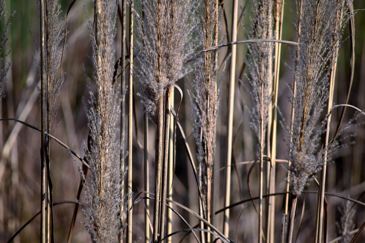 weeds  grass  wild free photo