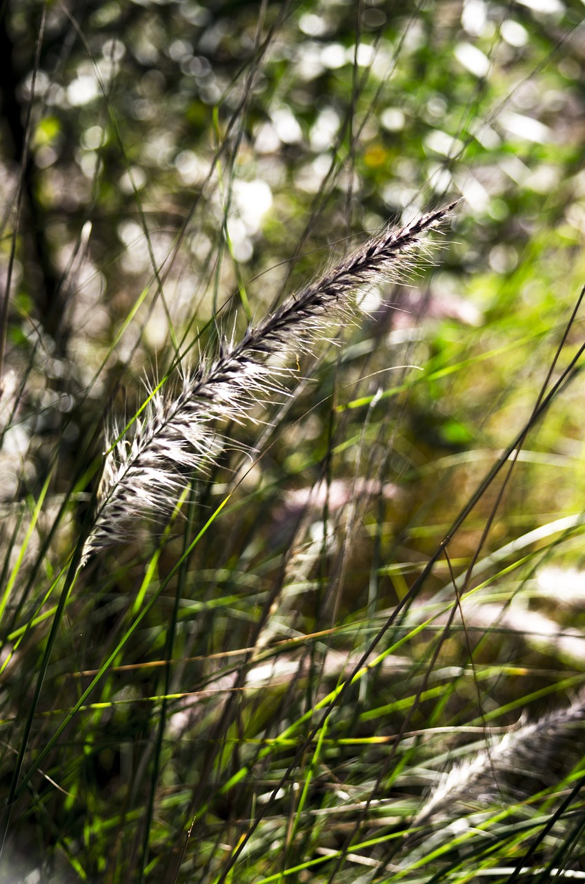 weeds nature grass free photo