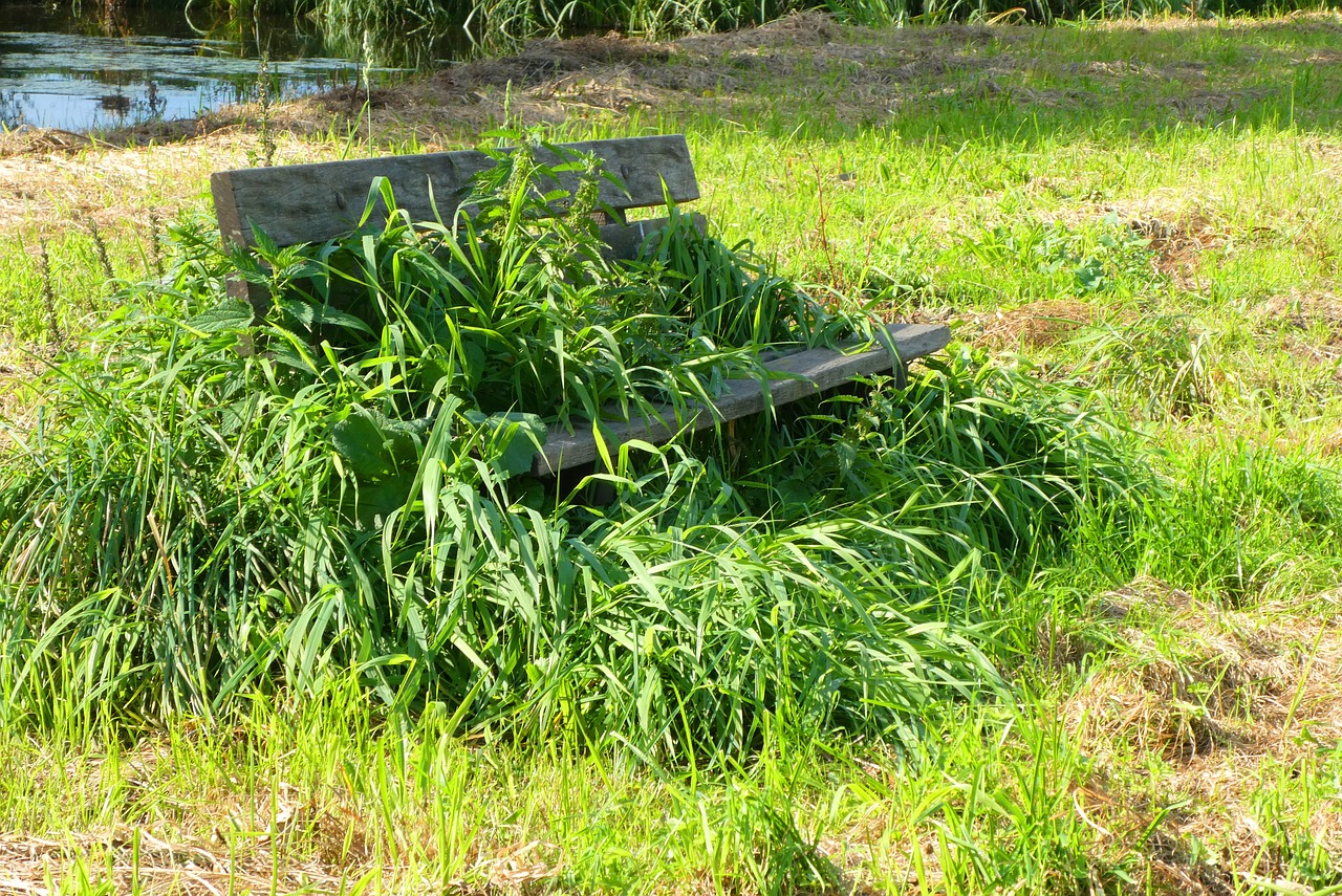 weeds  overgrow  bank free photo