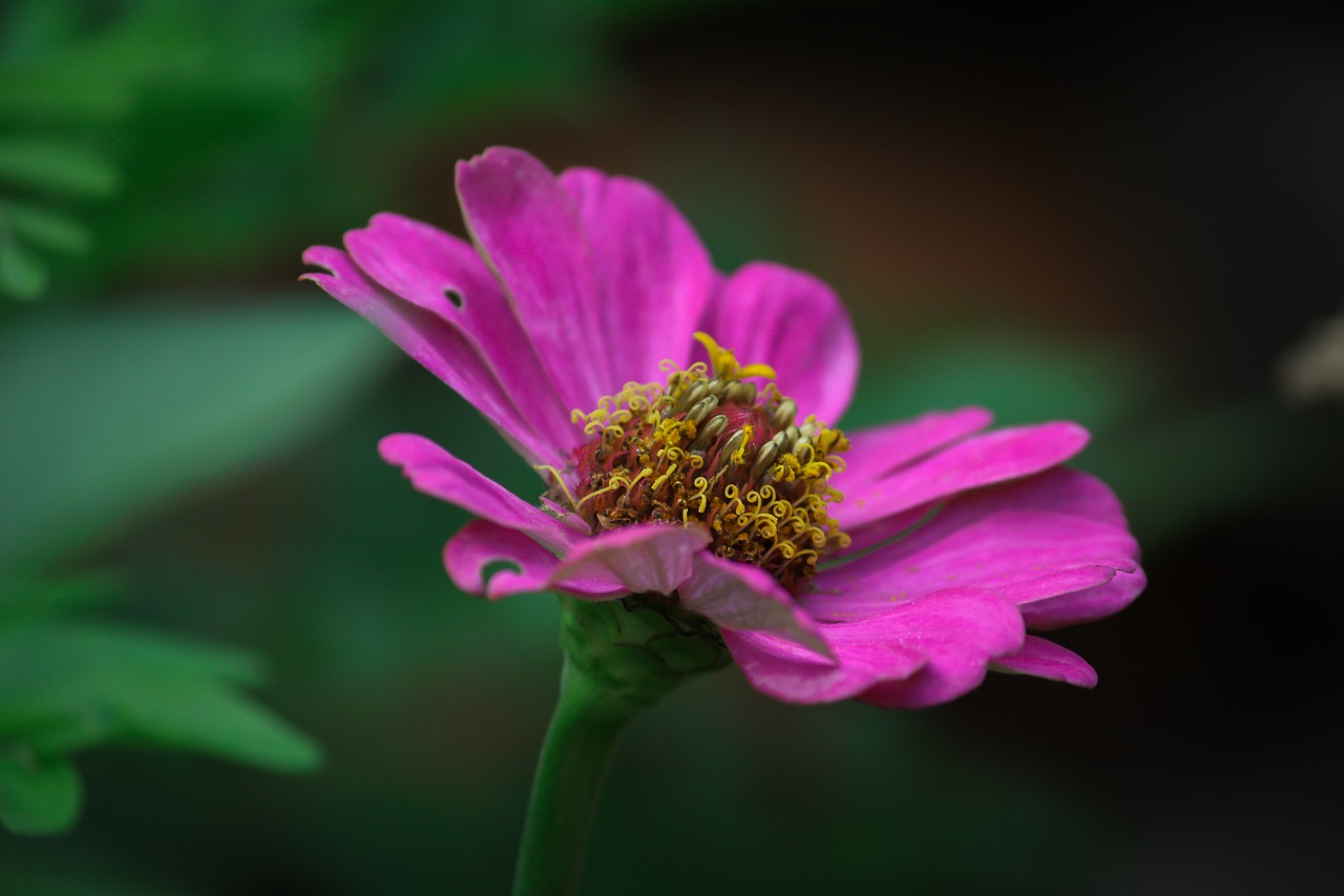 weeds  beautiful  flower free photo