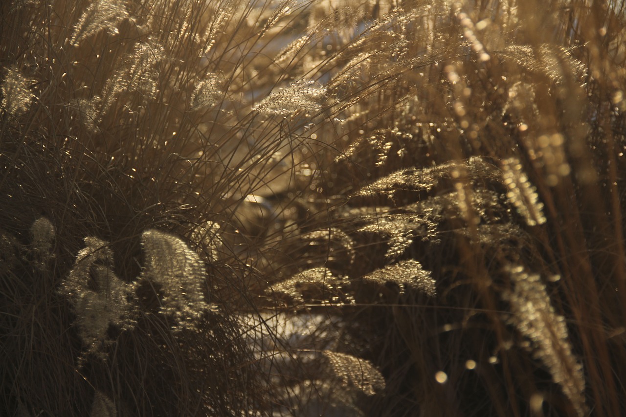 weeds sunset grass free photo