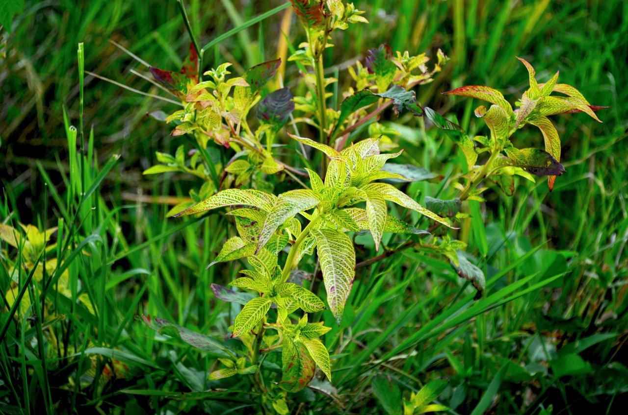 weeds grass ricefield free photo