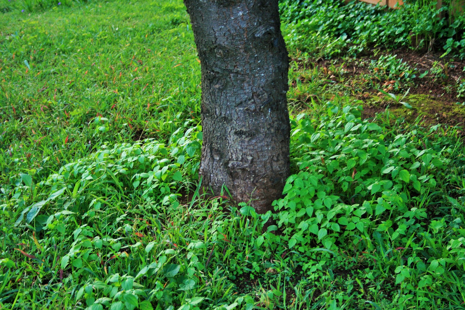 tree trunk base free photo