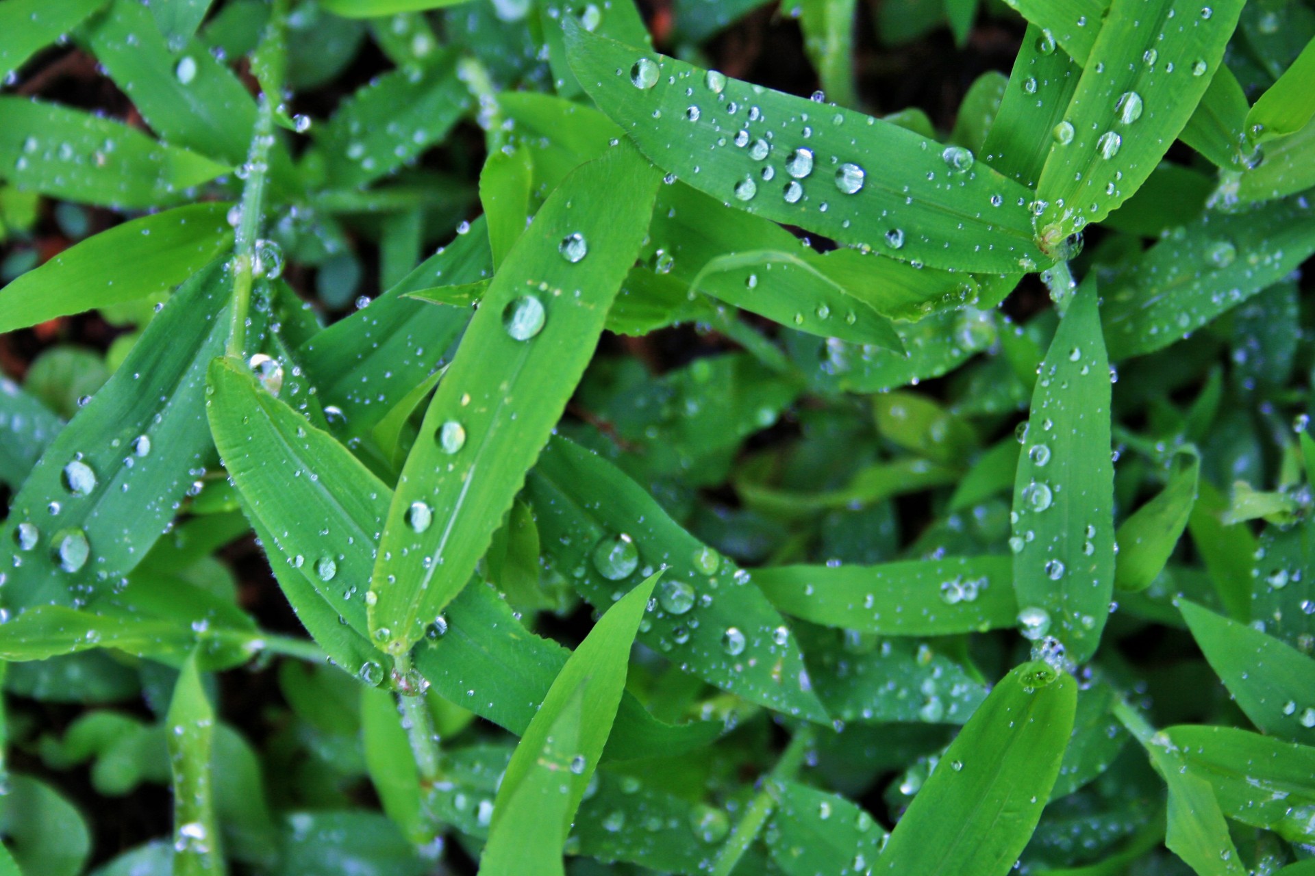 weeds green rain free photo