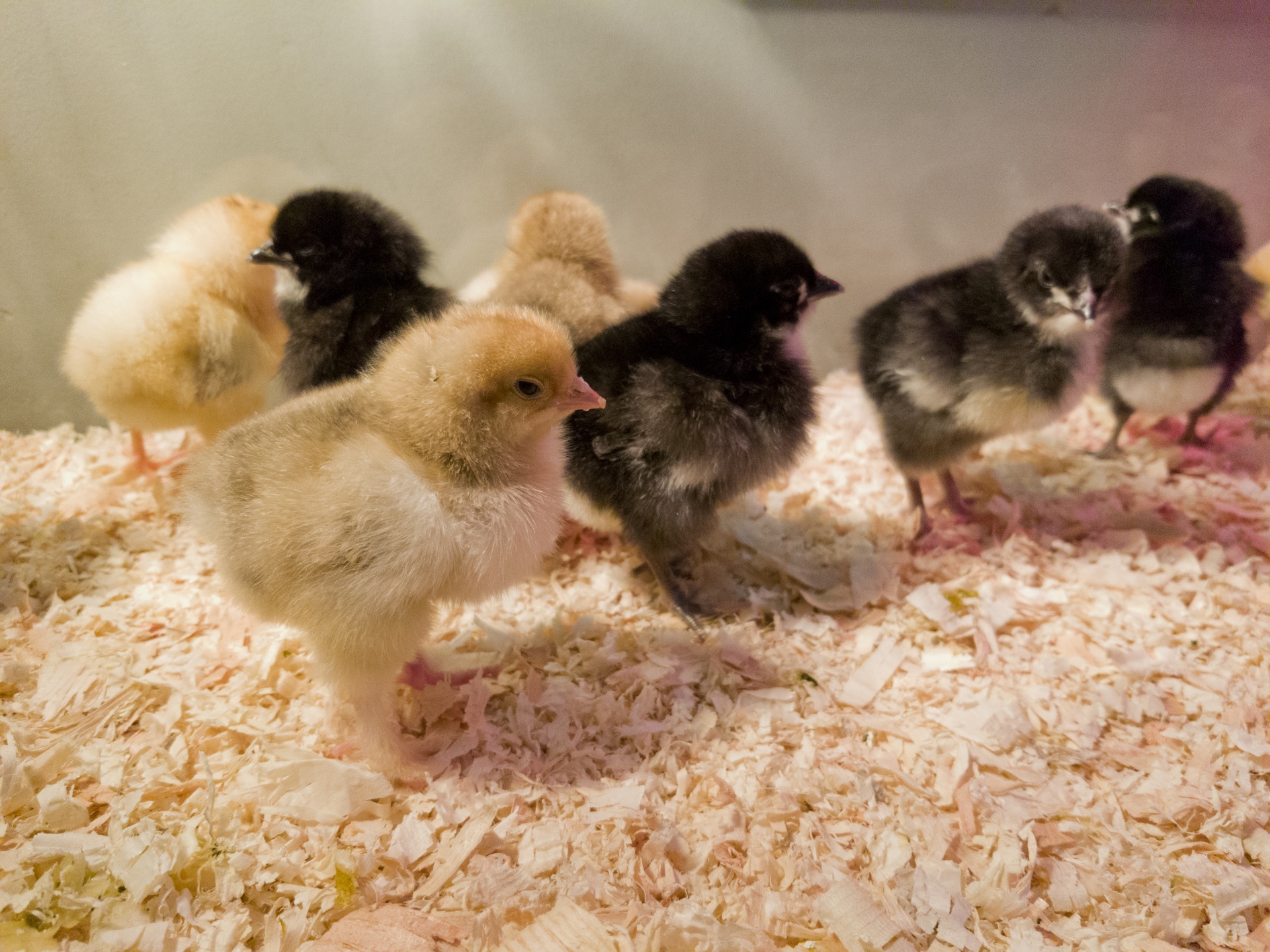 baby chicks chickens free photo