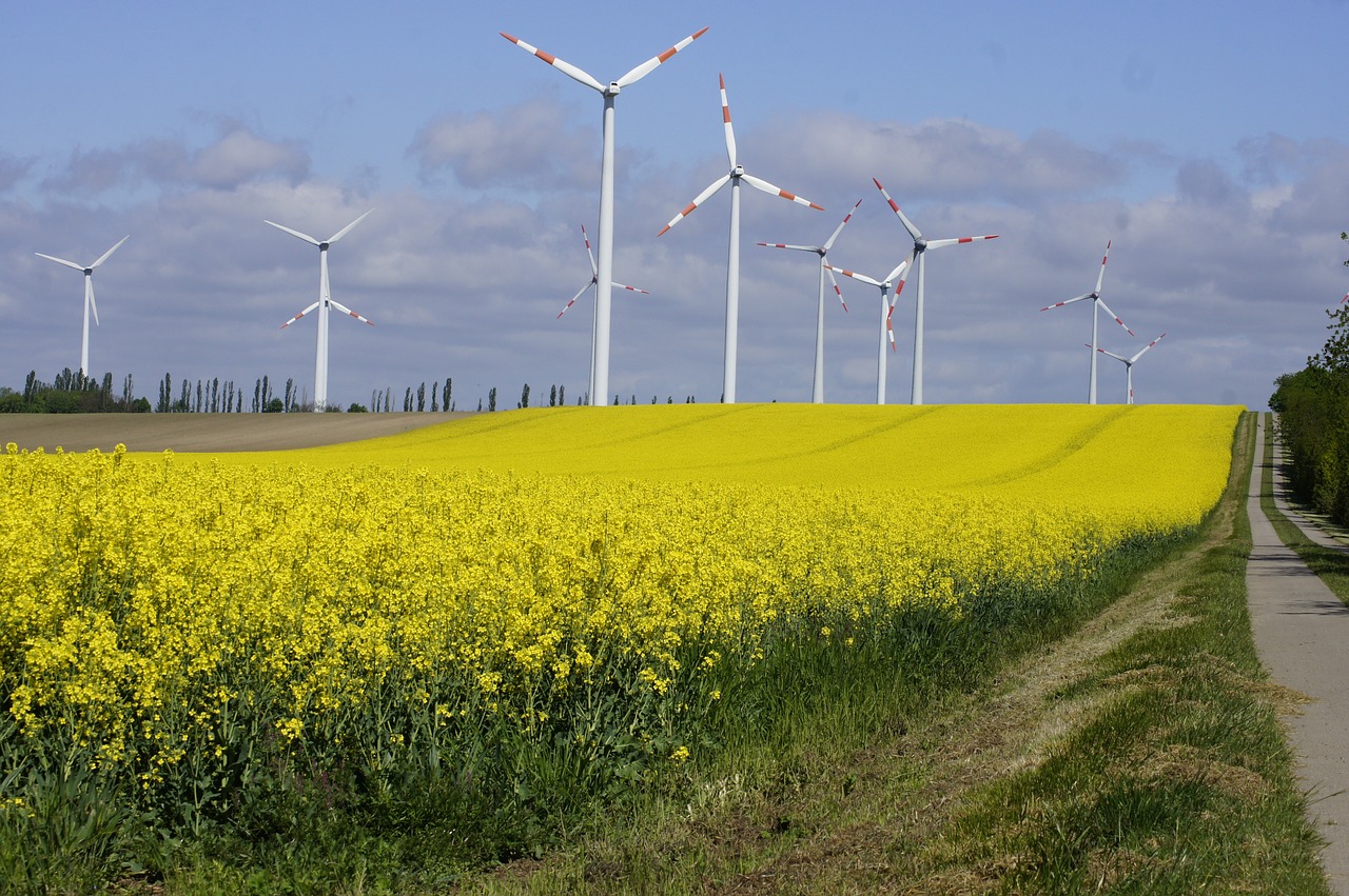 weekend field of rapeseeds nature free photo