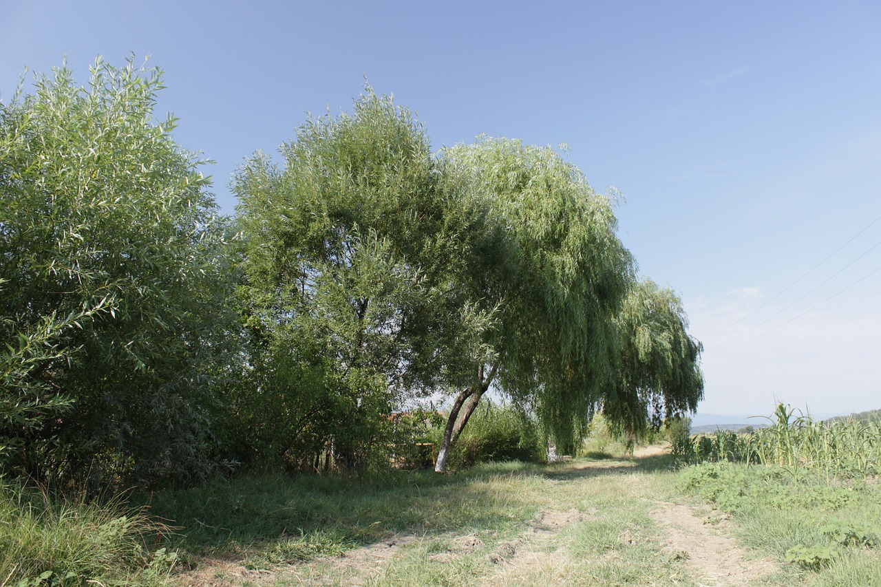 weeping willow trees free photo