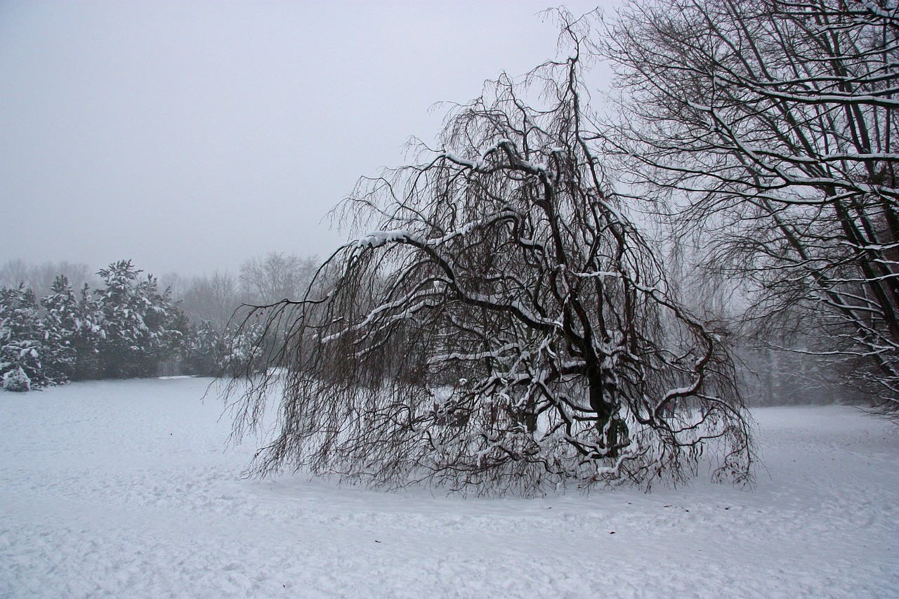 weeping beech mourning winter free photo