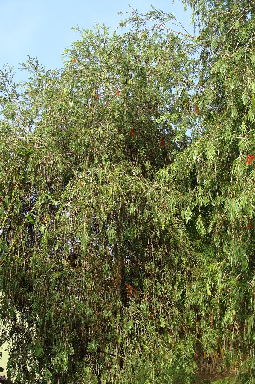 weeping bottle brush callistemon viminalis tree free photo