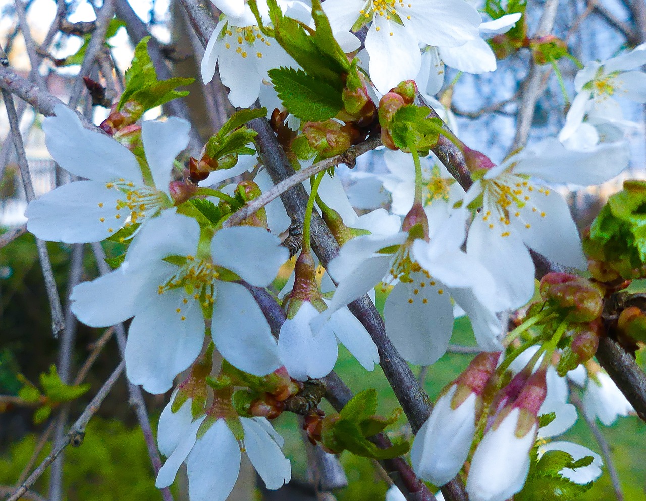 weeping cherry  weeping  cherry tree free photo