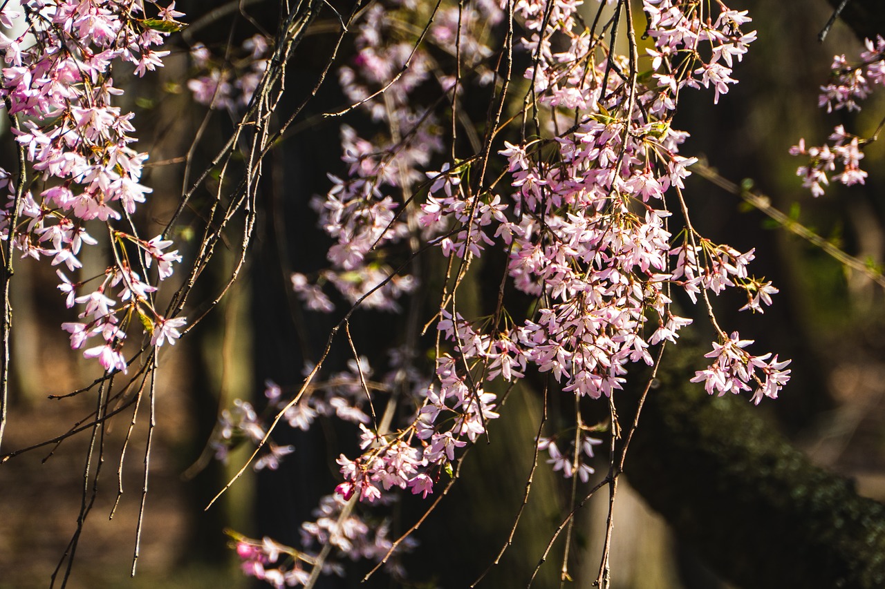 weeping cherry  blossom  flower free photo