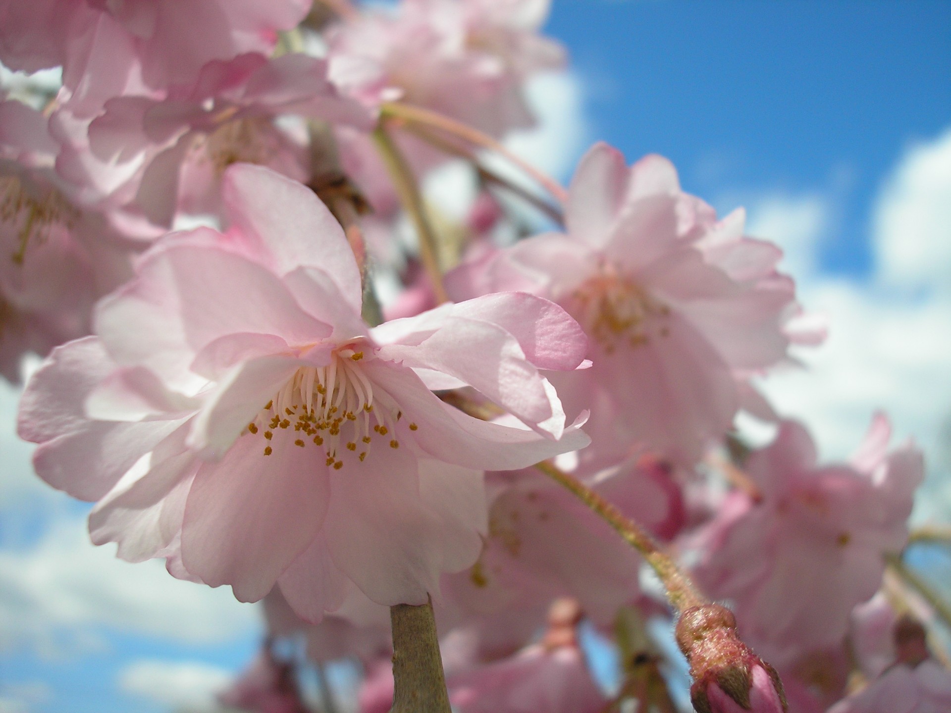 weeping cherry tree flower tree free photo