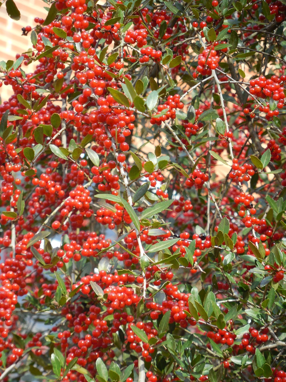 weeping holly weeping holly berries free photo