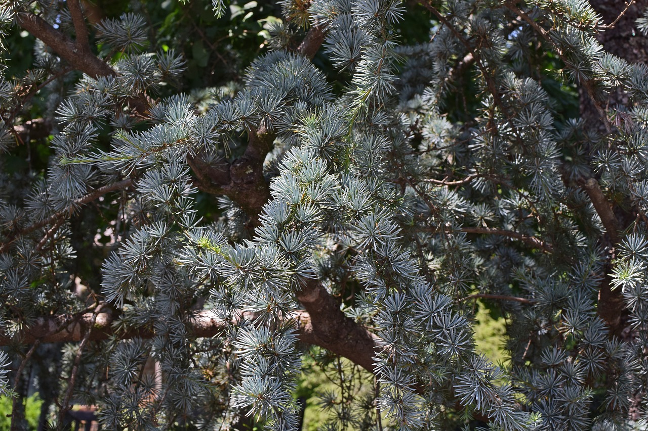 weeping spruce close-up spruce tree free photo